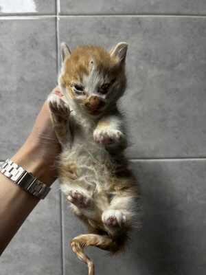 (사)동부동물보호협회_426331202500657